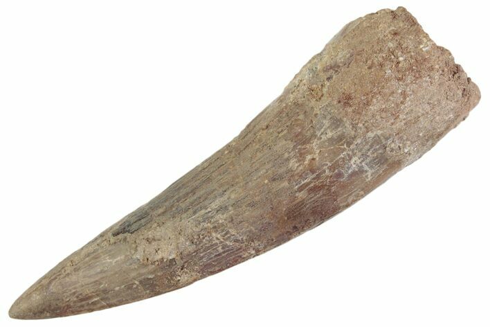 Fossil Spinosaurus Tooth - Restored Tip #368029